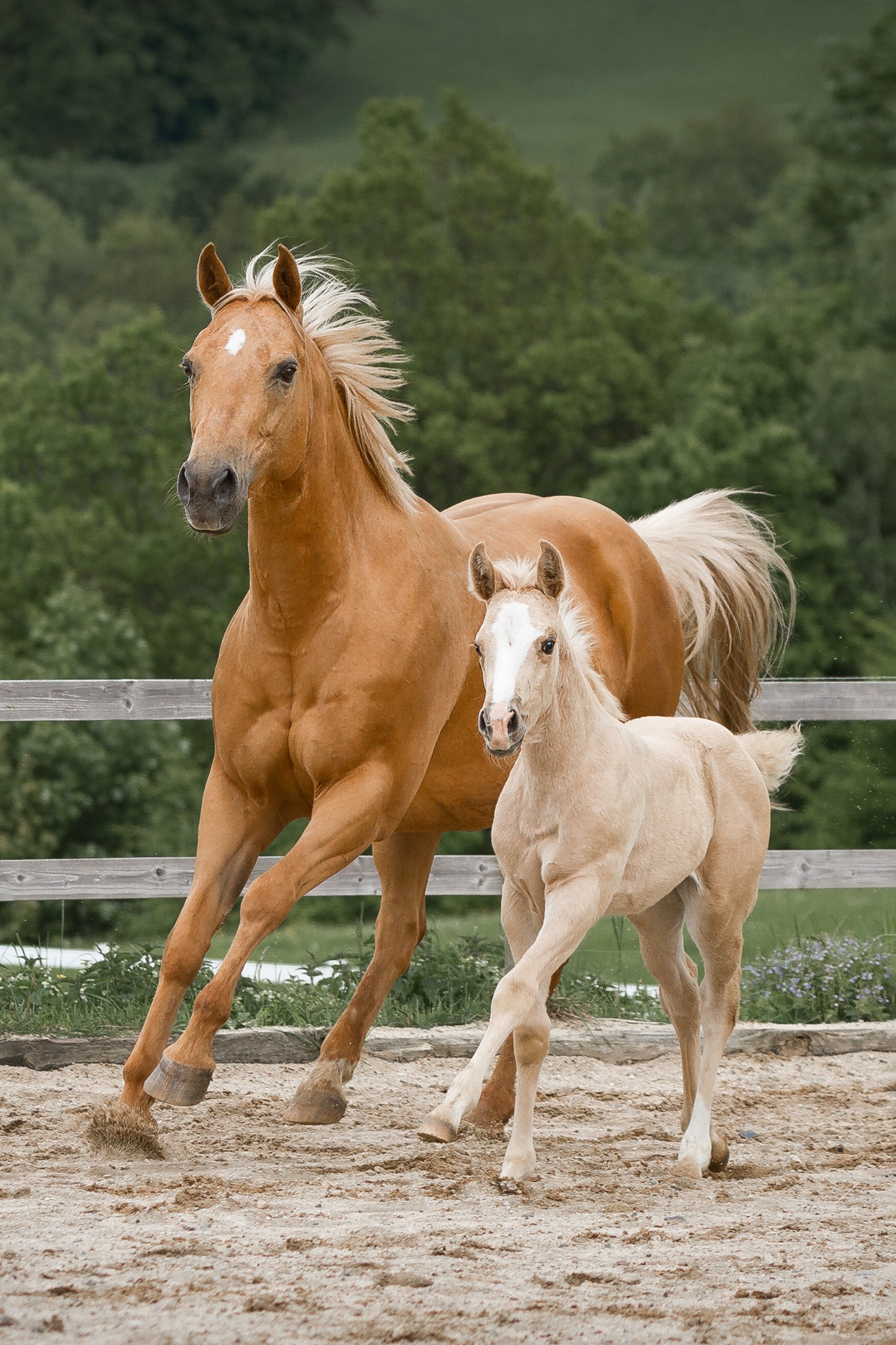 Mare & Foal Photo by Steffi Mertz Photography